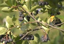 Lekovita svojstva aronije