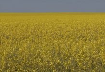 9 saveta za uspešnu proizvodnju uljane repice