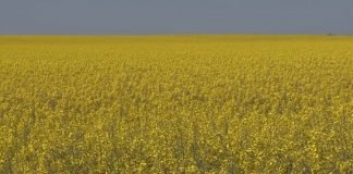 9 saveta za uspešnu proizvodnju uljane repice