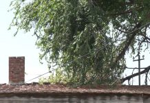 Zbog čega nadležni u Zrenjaninu ne reaguju – ugrožena bezbednost naše sugrađanke Gordane Krstović