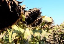 Bela trulež suncokreta – Simptomi, mere zaštite