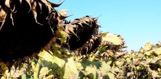 Bela trulež suncokreta – Simptomi, mere zaštite