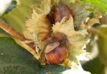 Kako da najbolje sačuvate plodove lešnika