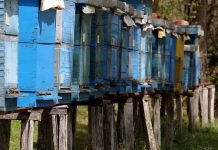 Za pčelare podrška investiciji u iznosu do 60% (70%) od ukupno prihvatljivih troškova