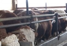 Podsticaji za nabavku kvalitetnih priplodnih grla