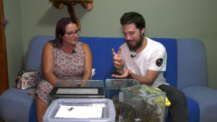 Sinisa tarantule