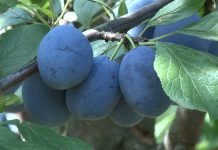 Srbija treći proizvođač šljive u svetu ali ne ume da izvuče korist