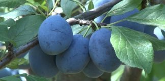 Srbija treći proizvođač šljive u svetu ali ne ume da izvuče korist