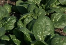 Zašto je jesenja setva spanaća bolja od prolećne?