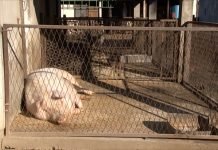 Domaće životinje teško podnose tropske vrućine