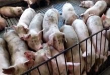 Zbog afričke kuge biće teško da se održi proizvodnja svinja i svinjskog mesa