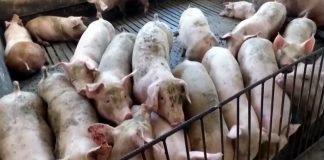 Zbog afričke kuge biće teško da se održi proizvodnja svinja i svinjskog mesa