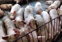 Uskoro odjava afričke kuge svinja u 10 opština