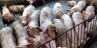 Uskoro odjava afričke kuge svinja u 10 opština