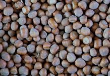 U zasadima leske prisutna braon mramorasta stenica