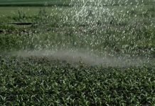 Navodnjavanje – kako najbolje zalivati, koliko, kada