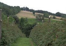 Nega malinjaka nakon berbe