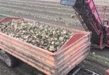 Pesticidi na bazi hlorpirifosa dozvoljeni samo za šećernu repu