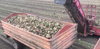 Pesticidi na bazi hlorpirifosa dozvoljeni samo za šećernu repu