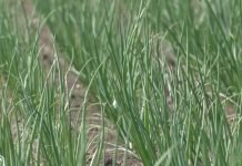 Setva zimskog luka od 25. avgusta do 10. septembra