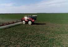 Optimalni rok za setvu uljane repice je od 1. do 20. septembra