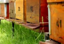 Ministarka Tanasković – Pčelarima od sledeće godine subvencije od 1.000 dinara po košnici