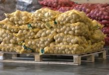 Kako sačuvati krompir u skladištu od bolesti