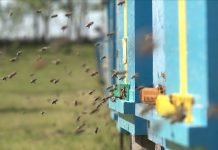 Ključni radovi u pčelinjaku u septembru