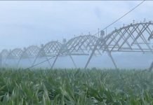 Prilagoditi navodnjavanje načinu i vremenu proizvodnje rasada