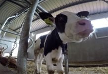 Rastu cene stoke – Tovna junad trenutno „nepopularna“