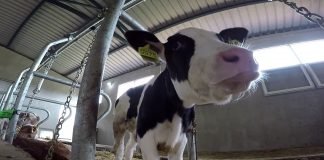 Rastu cene stoke – Tovna junad trenutno „nepopularna“