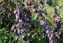 Džanarika kao podloga za uspeh u proizvodnji