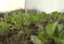 Setva spanaća u jesen za zimsku potrošnju