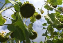 Šta je ostalo od suncokreta u Banatu?