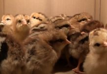 Tov pilića – Priprema prostora, hranjenje, napajanje