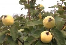 Dunja – Miris, ukus i tradicija