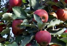 Berba i skladištenje jabuka