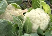 Kako izazvati dorastanje glavice karfiola?