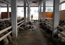 Odabir ovaca pri kupovini