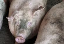 Za nadoknadu štete od afričke kuge i sprečavanje bolesti država daje 500 miliona dinara