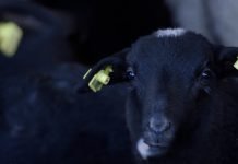 Romanovska carska ovca – Ovca za naše područje