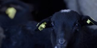Romanovska carska ovca – Ovca za naše područje