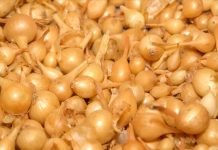 Vreme je sadnje arpadžika