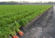 Osnovni saveti za jesenju pripremu zemljišta