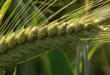 Tritikale – Dobar izbor za jesenju setvu u oktobru