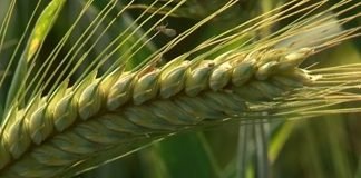 Tritikale – Dobar izbor za jesenju setvu u oktobru
