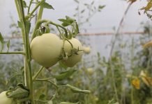 Uvozimo južno voće ali i jabuke, krompir, luk…