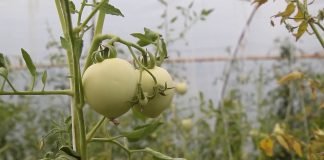 Uvozimo južno voće ali i jabuke, krompir, luk…