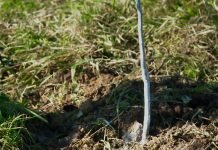 Krečenje voćaka: Treba li sačekati da opadne lišće?