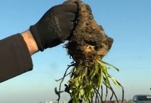 Gumoznost šećerne repe – Manje i deformisane repe, manji sadržaj šećera